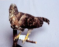 鳳頭蒼鷹藏品圖，第3張